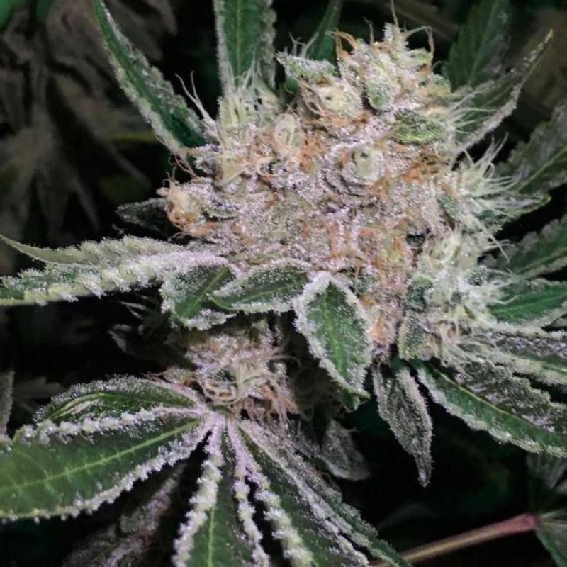 Nasiona marihuany automatyczne Auto New York City - odmiana konopi
