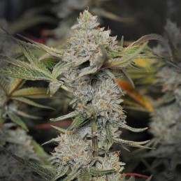 Nasiona marihuany automatyczne Auto Nefertiti - odmiana konopi
