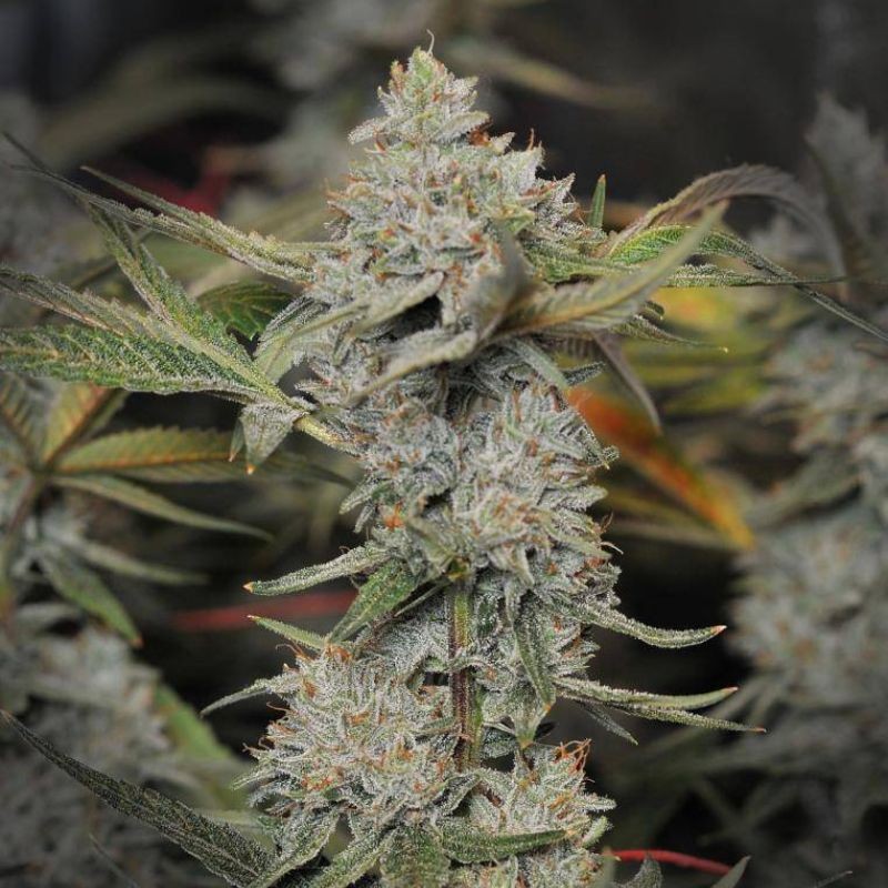 Nasiona marihuany automatyczne Auto Nefertiti - odmiana konopi