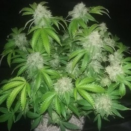 Nasiona marihuany automatyczne Auto Lennon - odmiana konopi