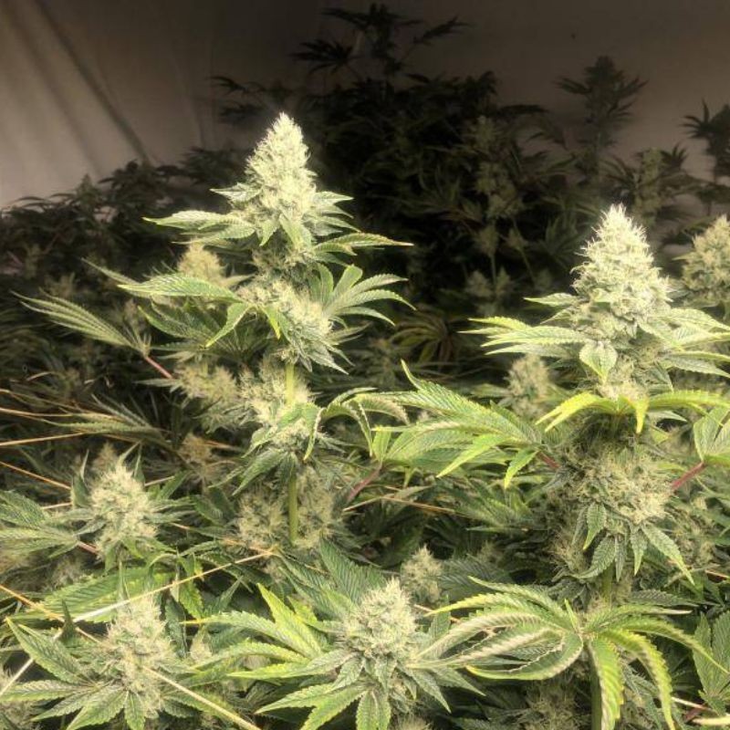Nasiona marihuany automatyczne Auto Galaxy - odmiana konopi