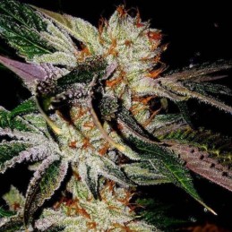 Nasiona marihuany automatyczne Auto Fresh Candy - odmiana konopi