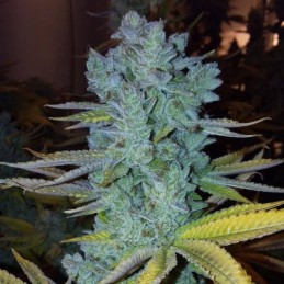 Nasiona marihuany automatyczne Auto Blue Pyramid - odmiana konopi