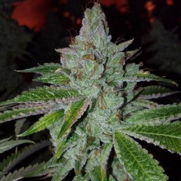 Nasiona marihuany automatyczne Auto Anubis - odmiana konopi