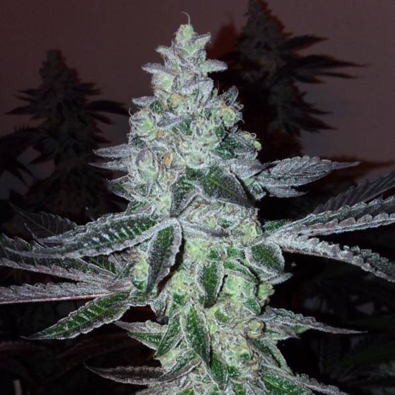 Nasiona marihuany automatyczne Auto Anesthesia - odmiana konopi