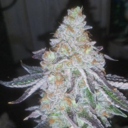 Nasiona marihuany automatyczne Auto Amnesia Gold - odmiana konopi