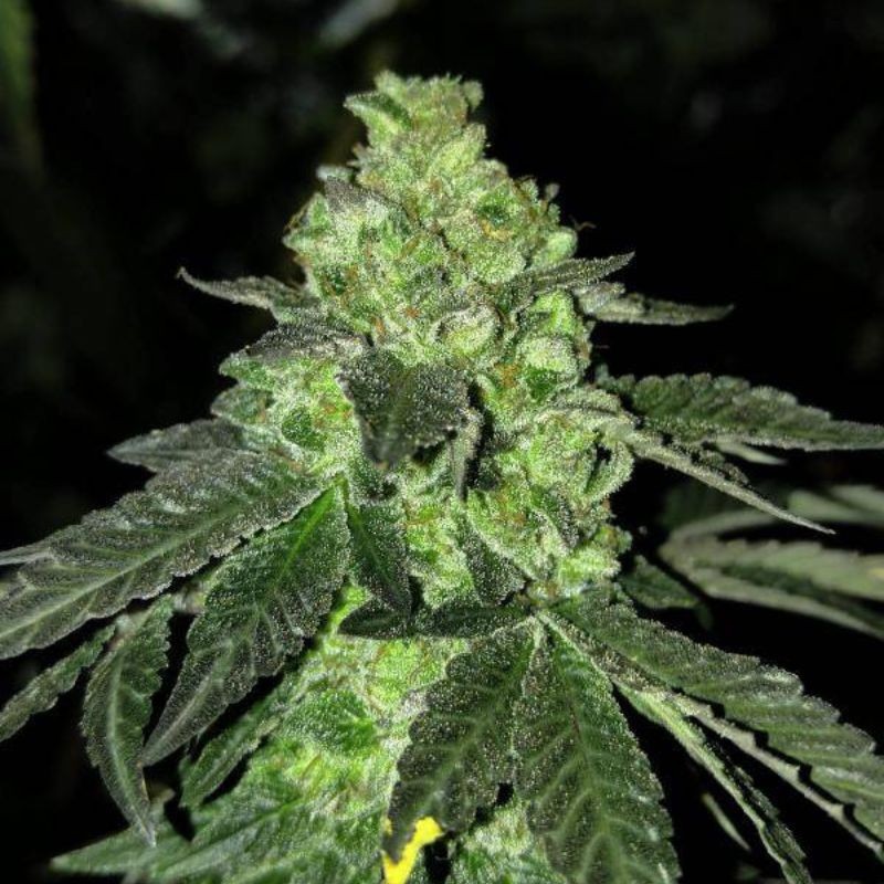 Nasiona marihuany automatyczne Auto American Pie - odmiana konopi