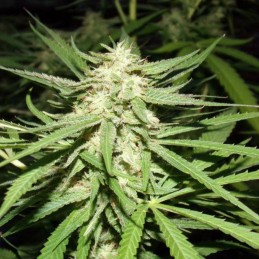 Nasiona marihuany automatyczne Auto Alpujarreña - odmiana konopi