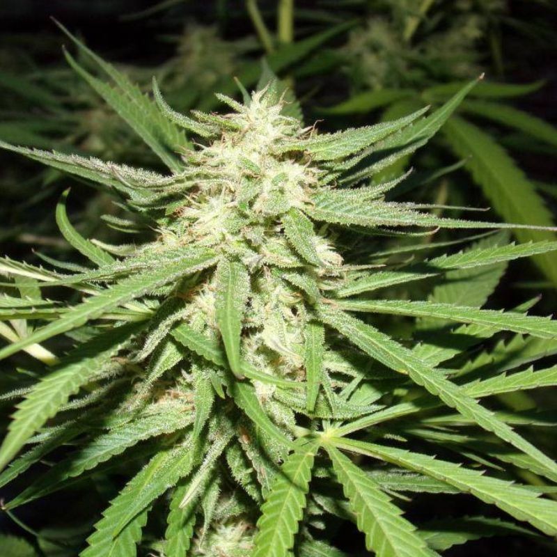 Nasiona marihuany automatyczne Auto Alpujarreña - odmiana konopi