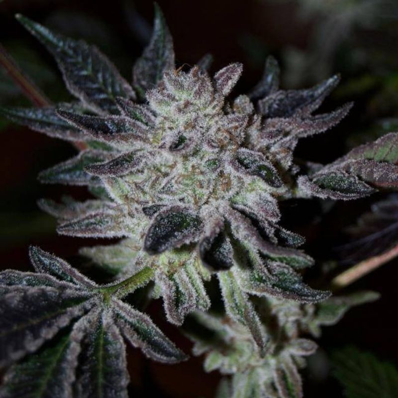 Nasiona marihuany medycznej Anesthesia CBD - odmiana konopi