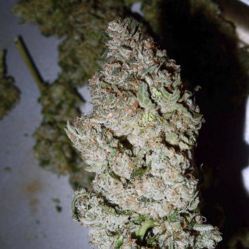 Nasiona marihuany Anesthesia - odmiana konopi