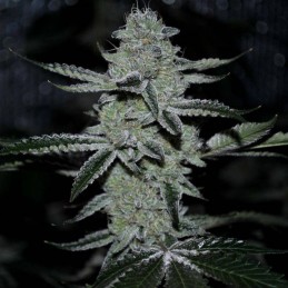 Nasiona marihuany American Pie - odmiana konopi