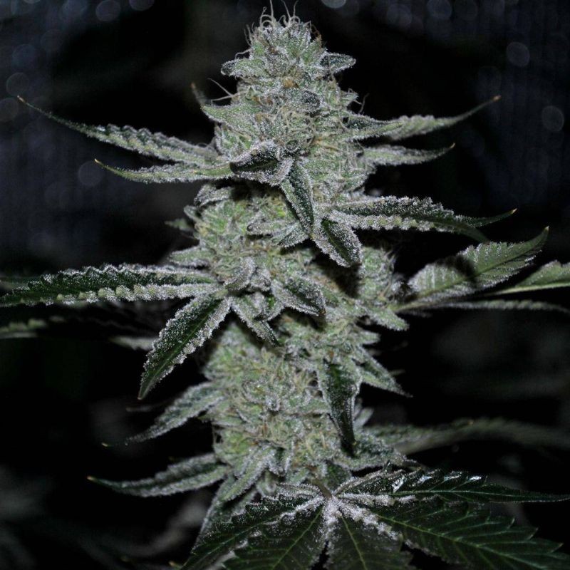 Nasiona marihuany American Pie - odmiana konopi