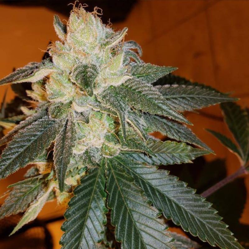 Nasiona marihuany automatyczne Lemon Auto CBD - opis odmiany konopi