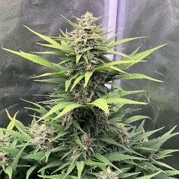 Nasiona marihuany Black Bomb - odmiana konopi