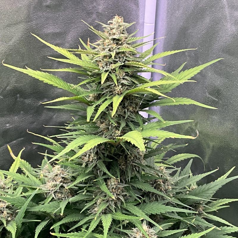 Nasiona marihuany Black Bomb - odmiana konopi