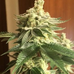 Nasiona marihuany Outdoor Mix - opis odmiany konopi