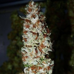 Nasiona marihuany Heaven’s Fruit - opis odmiany konopi