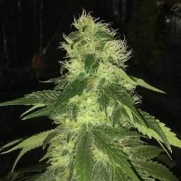 Nasiona marihuany Tropimango - opis odmiany konopi