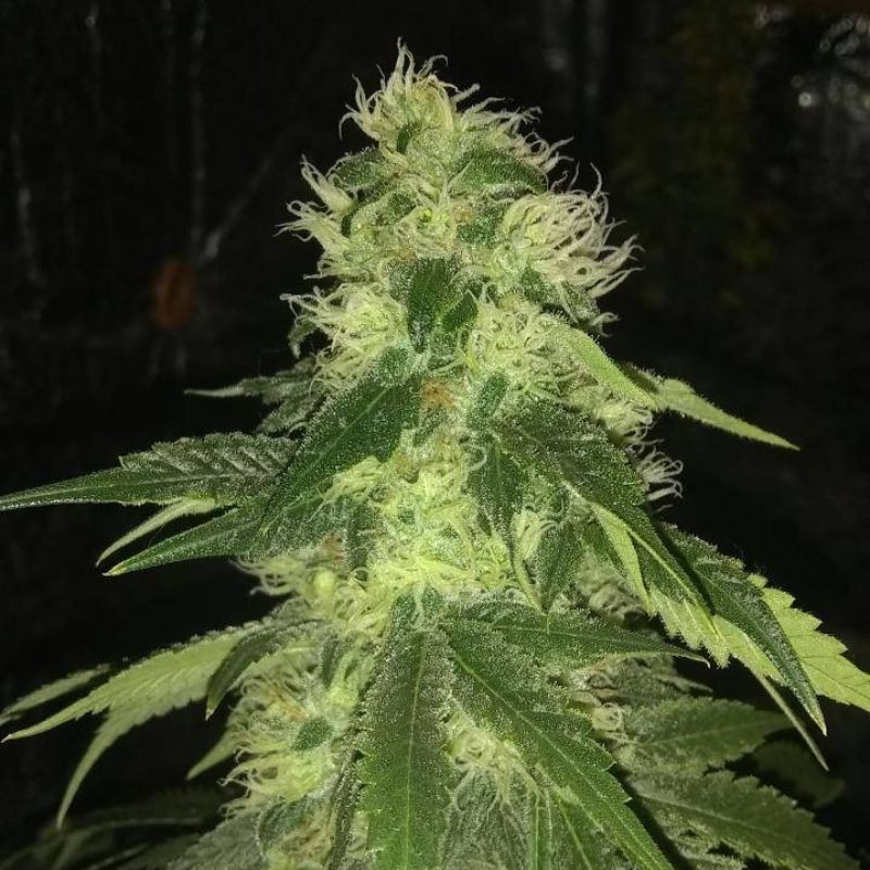 Nasiona marihuany Tropimango - opis odmiany konopi