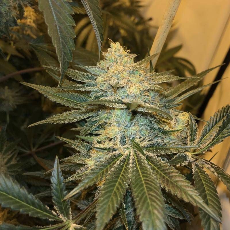 Nasiona marihuany Amnesika 2.0 - odmiana konopi