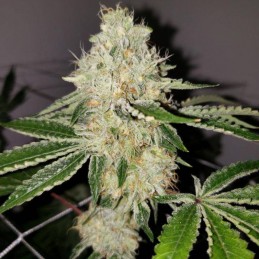 Nasiona marihuany Philo Skunk Gokunk - opis odmiany konopi