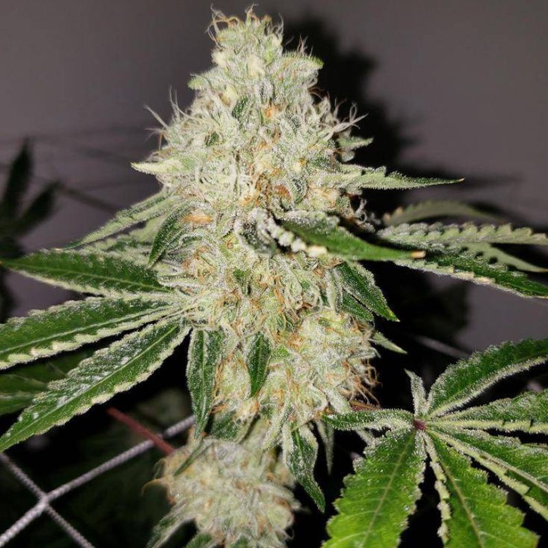 Nasiona marihuany Philo Skunk Gokunk - opis odmiany konopi