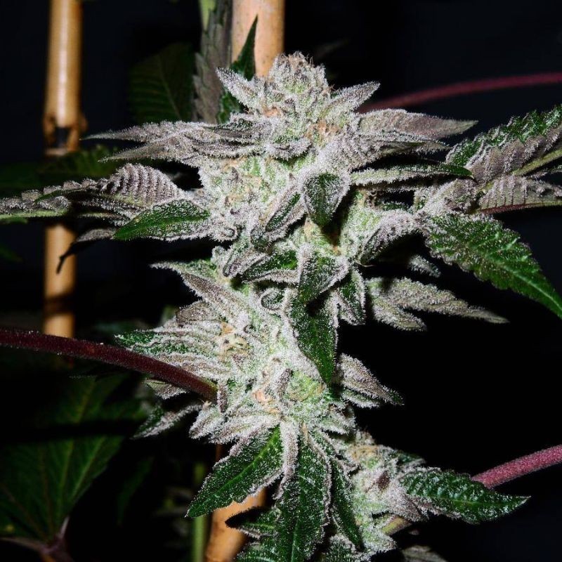 Nasiona marihuany Indoor Mix - opis odmiany konopi