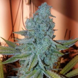 Nasiona marihuany Sweet Love - opis odmiany konopi