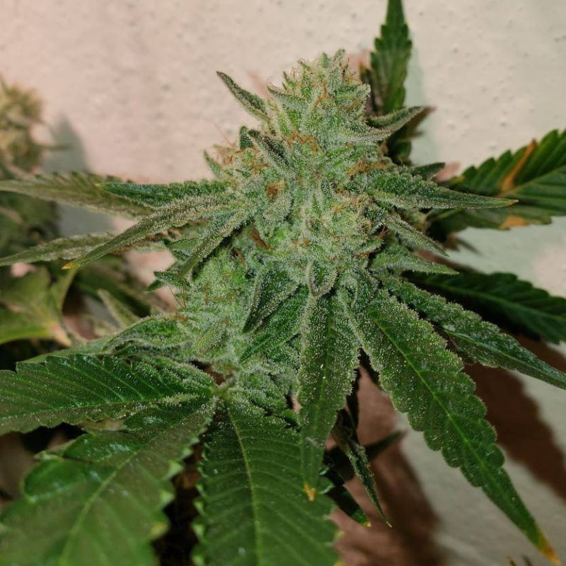 Nasiona marihuany medyczne Spicy CBD - opis odmiany konopi