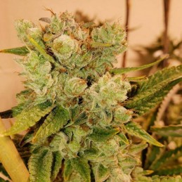 Nasiona marihuany Golo Mix - odmiana konopi