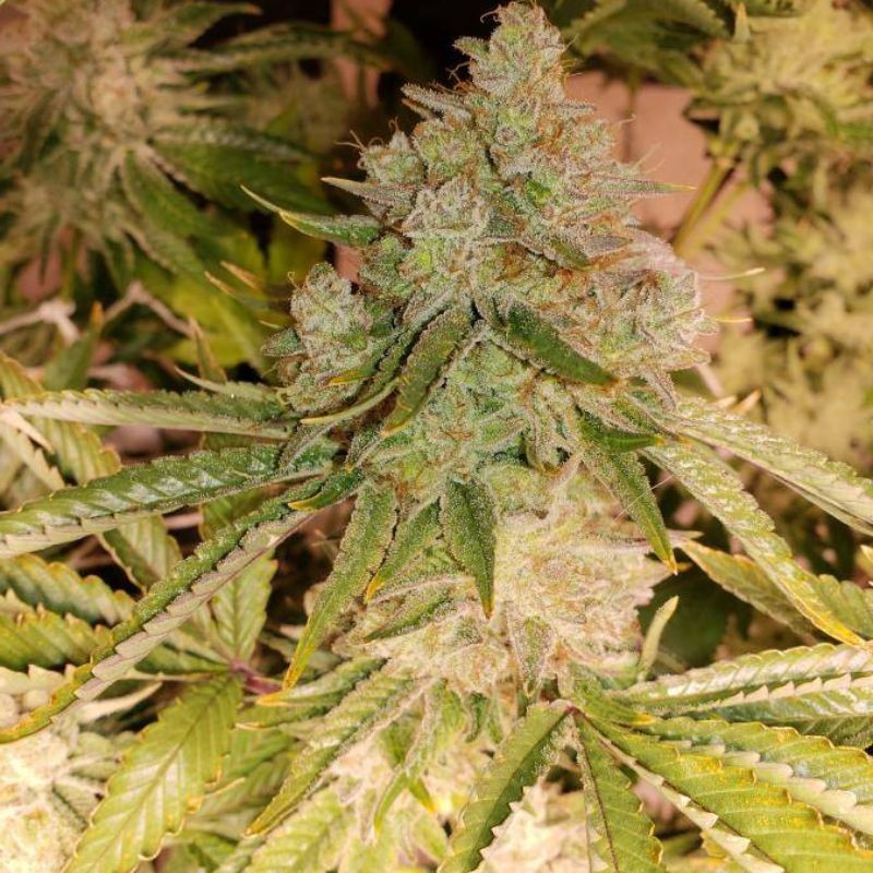 Nasiona marihuany Juanita Mix - opis odmiany konopi