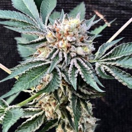 Nasiona marihuany automatyczne Cheesy Auto - odmiana konopi