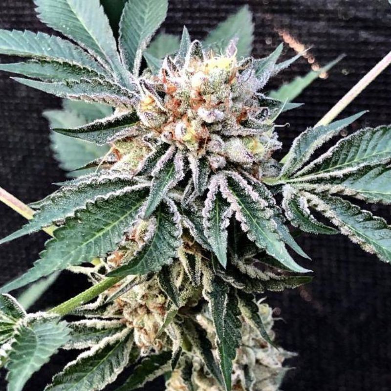 Nasiona marihuany automatyczne Cheesy Auto - odmiana konopi