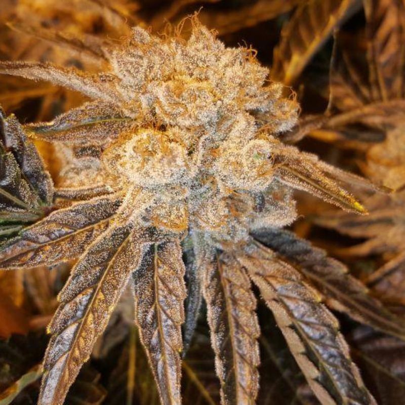Nasiona marihuany automaty White Yoda Auto - opis odmiany konopi