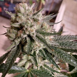 Nasiona marihuany automatyczne Sleepy Yoda Auto - opis odmiany konopi