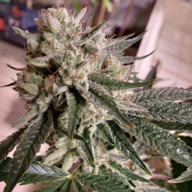 Nasiona marihuany automatyczne Sleepy Yoda Auto - opis odmiany konopi