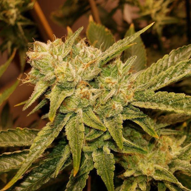 Nasiona marihuany Easy Haze - odmiana konopi