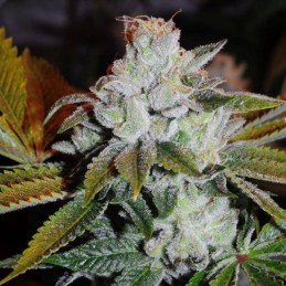 Nasiona marihuany Sugar Pop - opis odmiany konopi