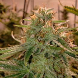 Nasiona marihuany Lemon Og Candy - opis odmiany