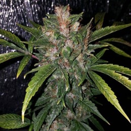 Medyczne nasiona marihuany CBD Rich Candy - odmiana konopi