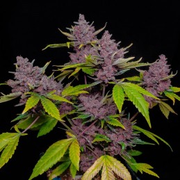 Nasiona marihuany medycznej Pure CBD Punch - opis odmiany konopi