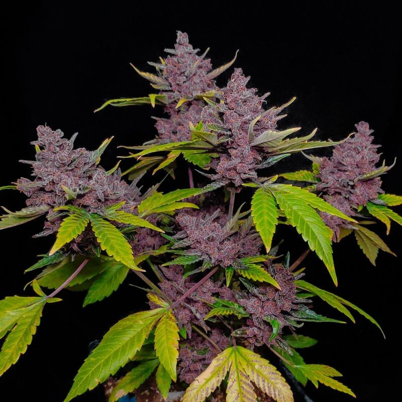 Nasiona marihuany medycznej Pure CBD Punch - opis odmiany konopi