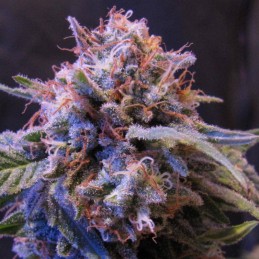 Nasiona marihuany Orange Candy - opis odmiany konopi