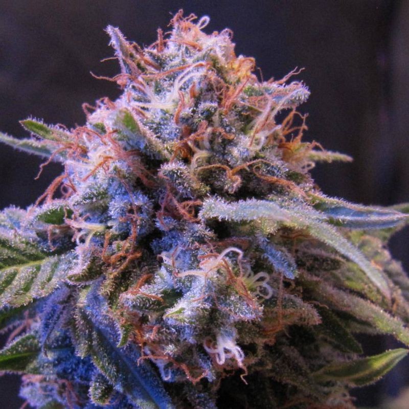 Nasiona marihuany Orange Candy - opis odmiany konopi