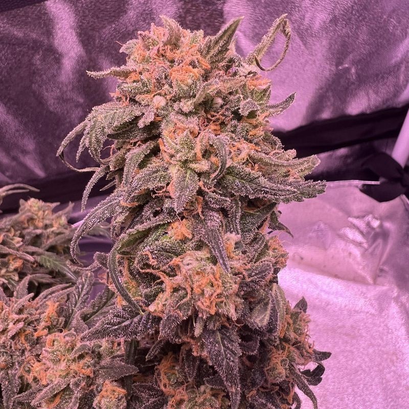 Nasiona marihuany Guava Berry Kush - odmiana konopi