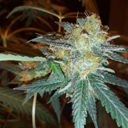 Nasiona marihuany automatyczne Cheesy Auto CBD - odmiana konopi