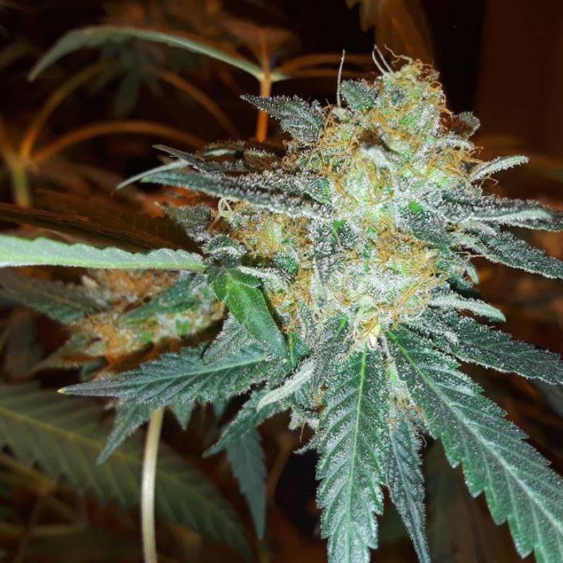 Nasiona marihuany automatyczne Cheesy Auto CBD - odmiana konopi