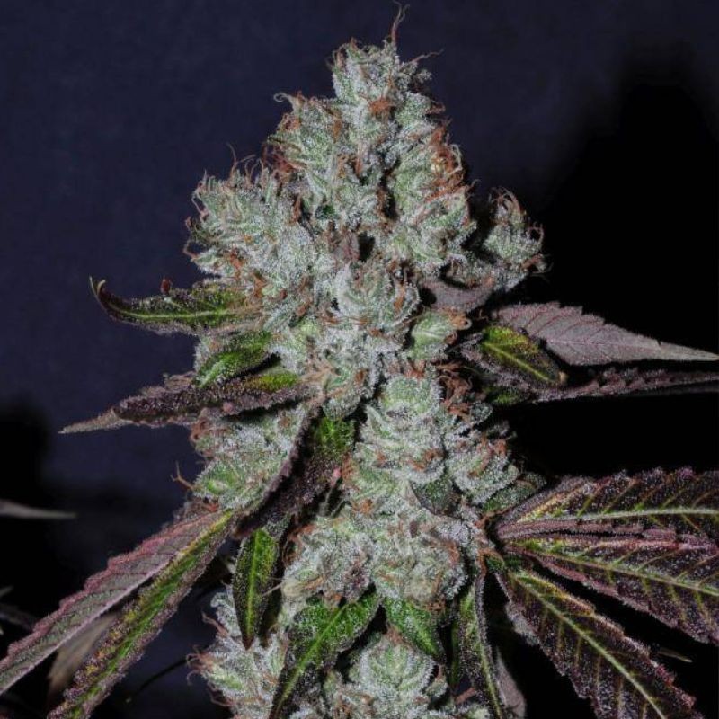 Nasiona marihuany Early Gorilla - odmiana konopi