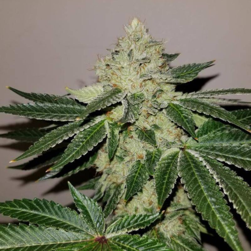 Nasiona marihuany Key Lime Pie x Do-Si-Dos - opis odmiany konopi
